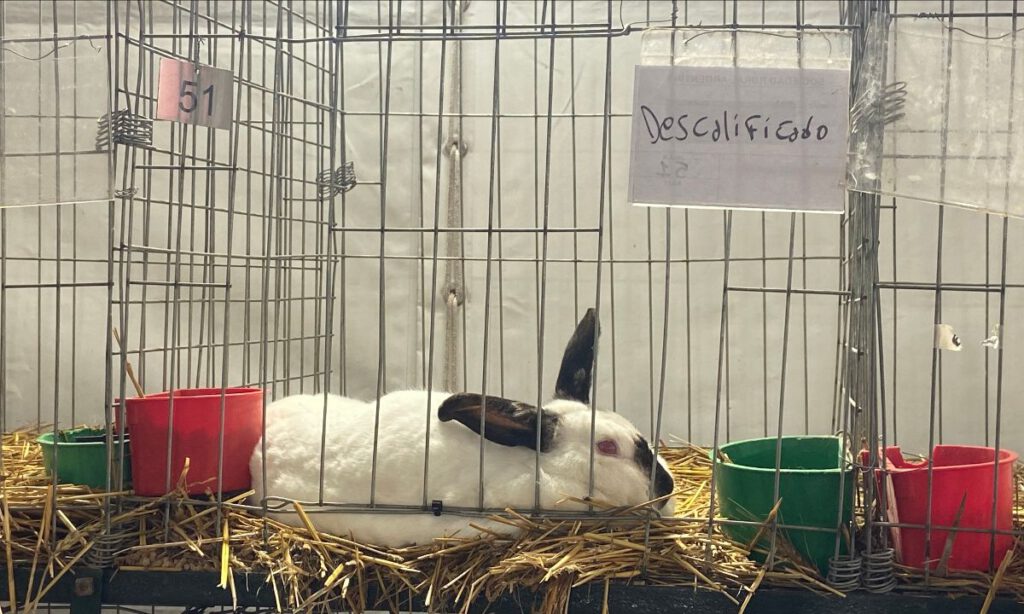 Rabbit descalificado